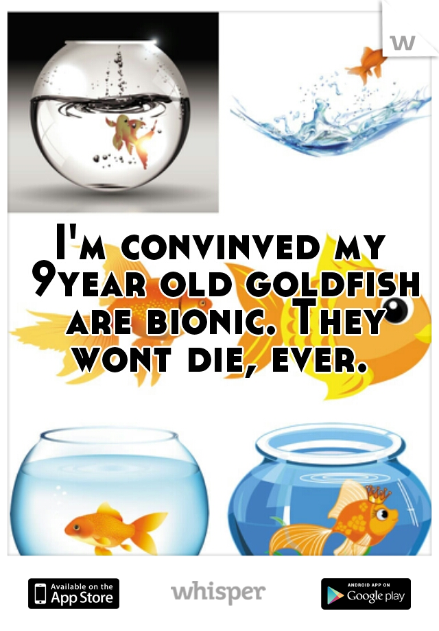 I'm convinved my 9year old goldfish are bionic. They wont die, ever. 