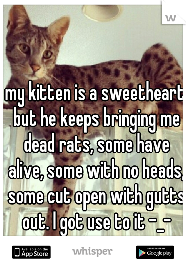 my kitten is a sweetheart but he keeps bringing me dead rats, some have alive, some with no heads, some cut open with gutts out. I got use to it -_-