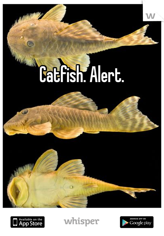 Catfish. Alert. 