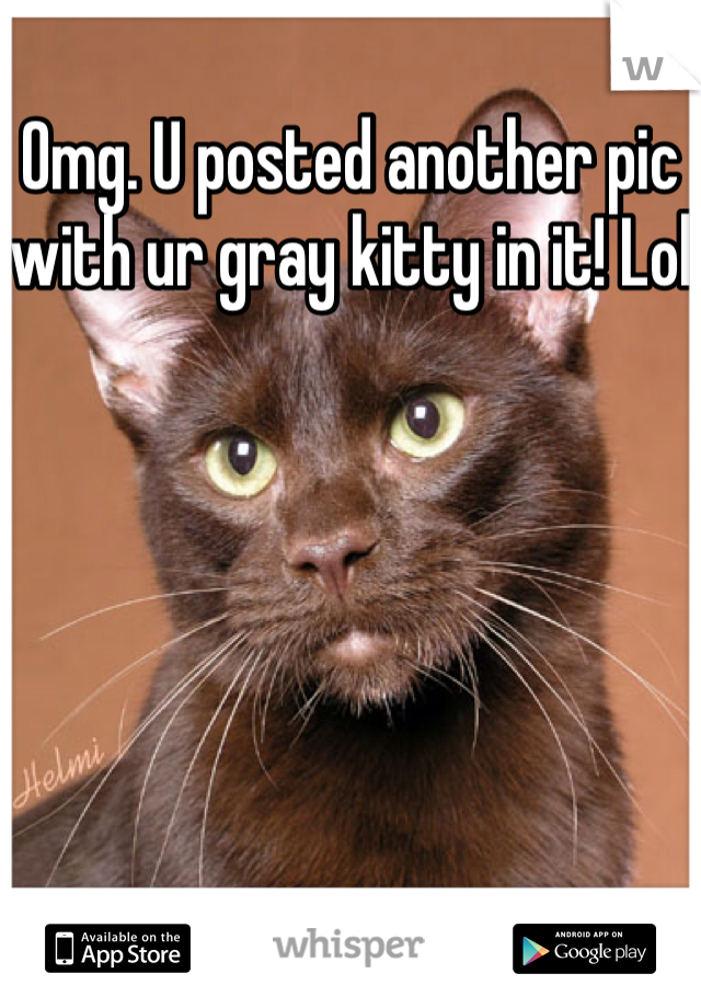 Omg. U posted another pic with ur gray kitty in it! Lol