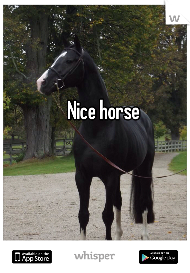Nice horse