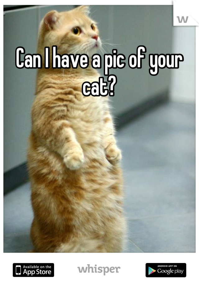 Can I have a pic of your cat?