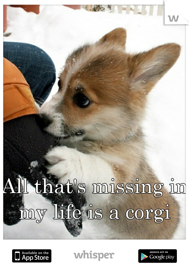 All that's missing in my life is a corgi 