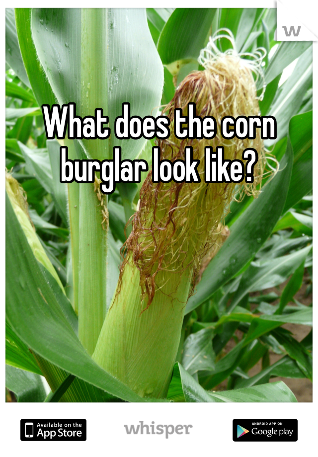 What does the corn burglar look like?