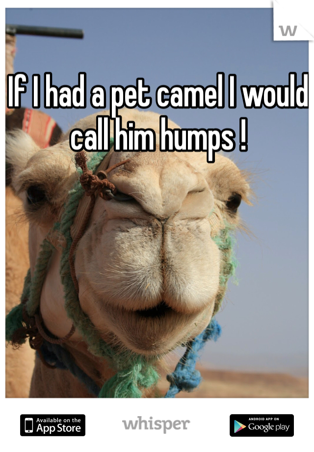 If I had a pet camel I would call him humps ! 