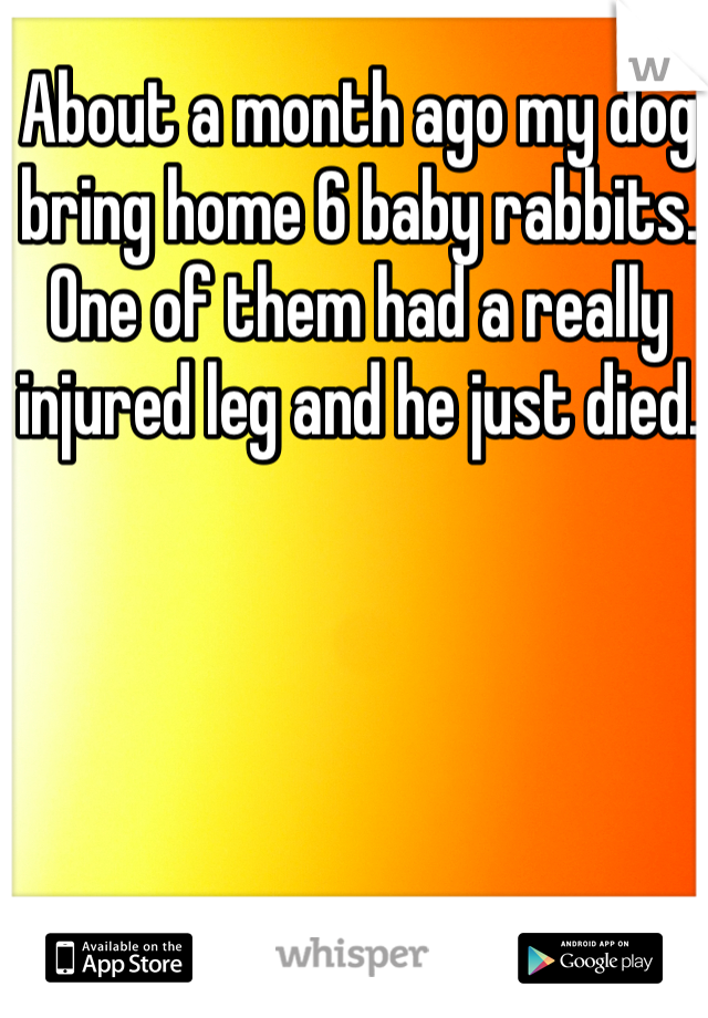 About a month ago my dog bring home 6 baby rabbits. One of them had a really injured leg and he just died. 