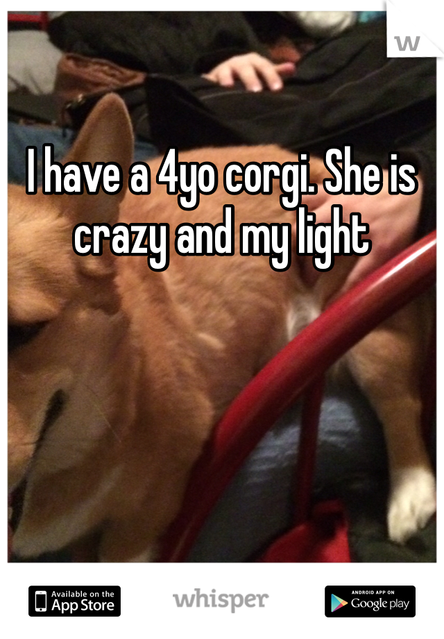 I have a 4yo corgi. She is crazy and my light