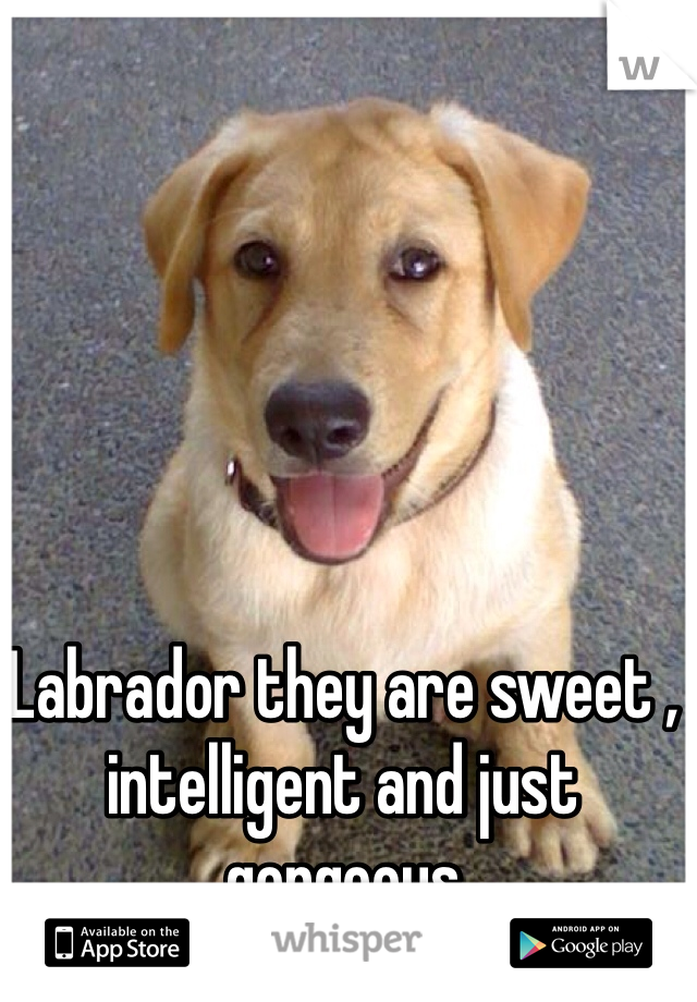 Labrador they are sweet , intelligent and just gorgeous