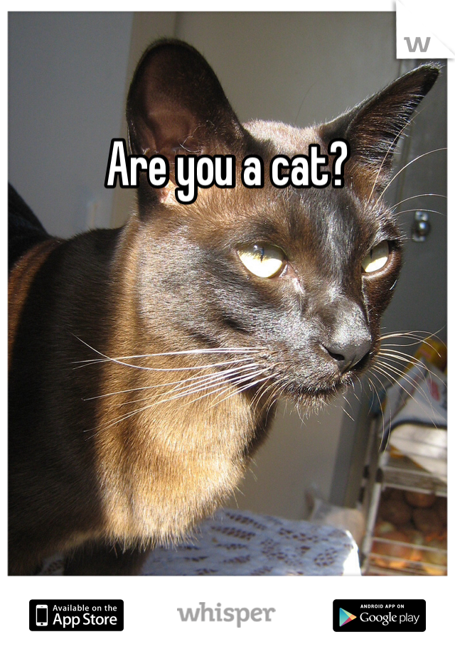 Are you a cat?
