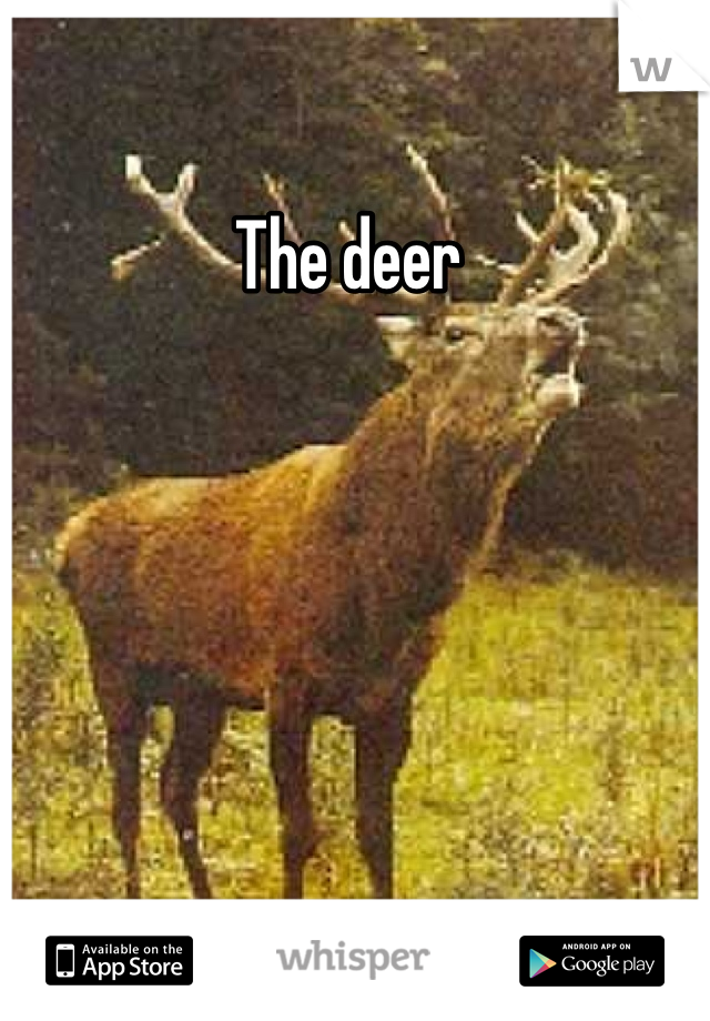 The deer 