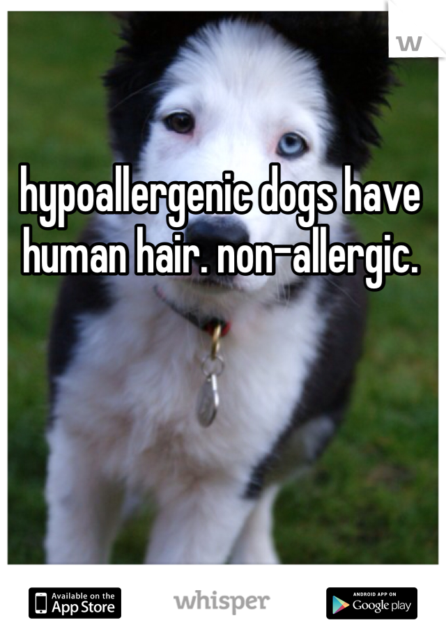 hypoallergenic dogs have human hair. non-allergic. 
