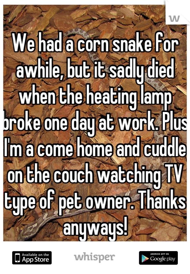 We had a corn snake for awhile, but it sadly died when the heating lamp broke one day at work. Plus I'm a come home and cuddle on the couch watching TV type of pet owner. Thanks anyways!