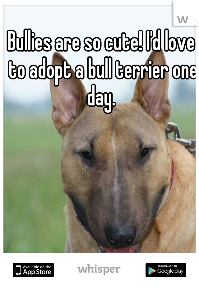 Bullies are so cute! I'd love to adopt a bull terrier one day. 