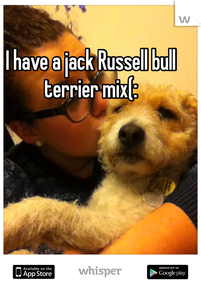 I have a jack Russell bull terrier mix(:
