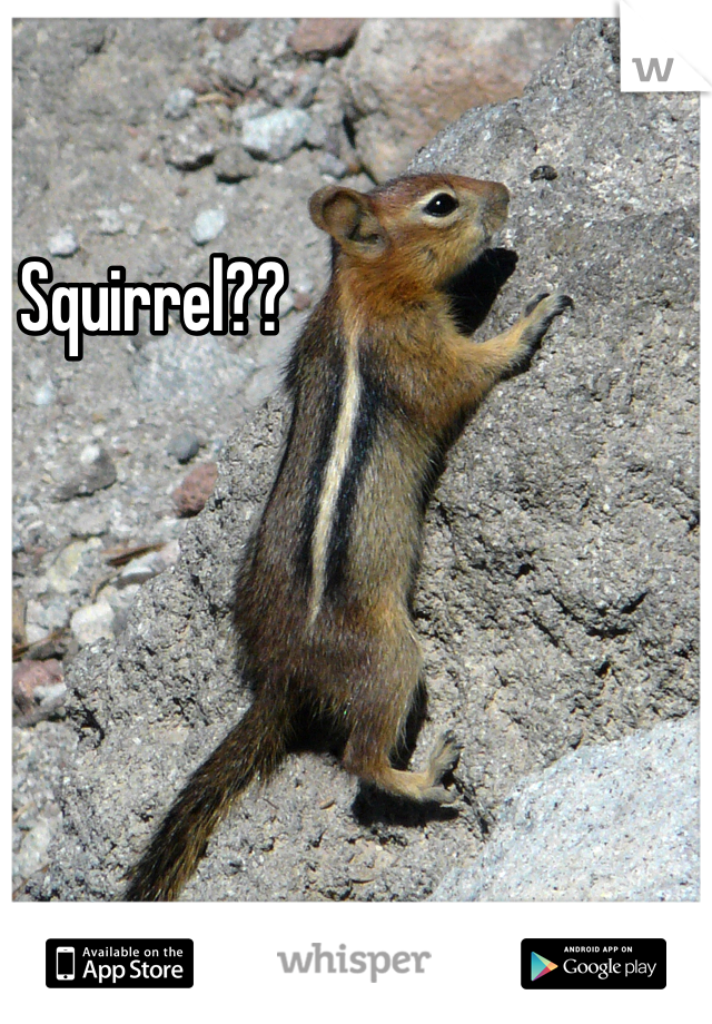 Squirrel??
