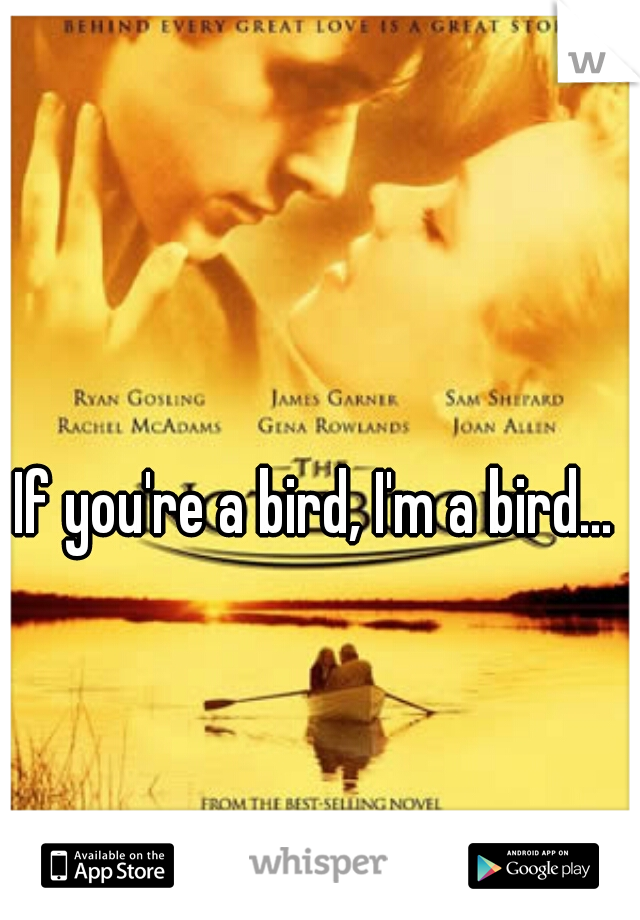 If you're a bird, I'm a bird...
