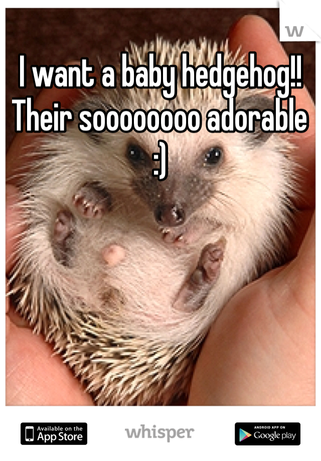 I want a baby hedgehog!! Their soooooooo adorable :)