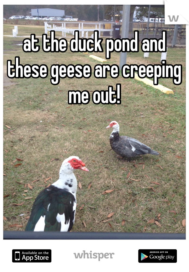 at the duck pond and these geese are creeping me out! 