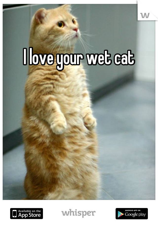 I love your wet cat