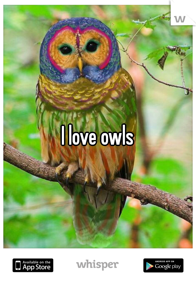 I love owls
