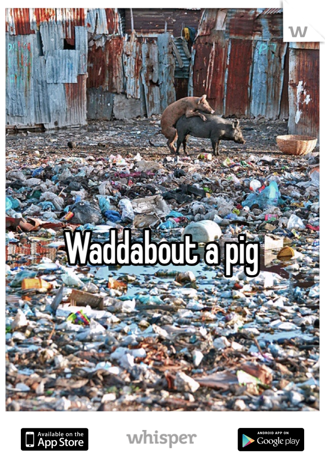 Waddabout a pig