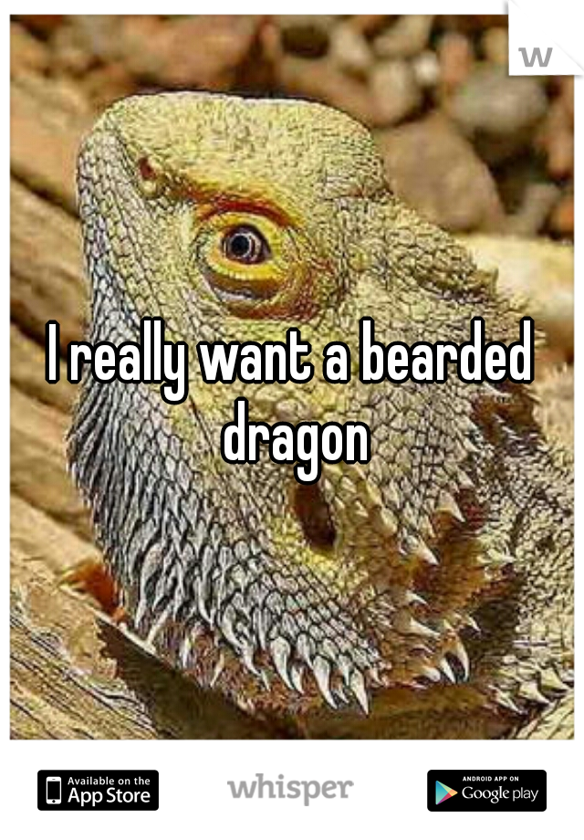 I really want a bearded dragon