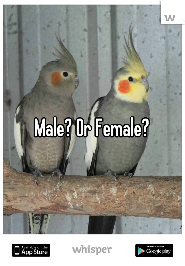 Male? Or Female?
