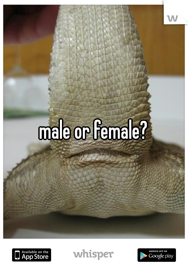 male or female?