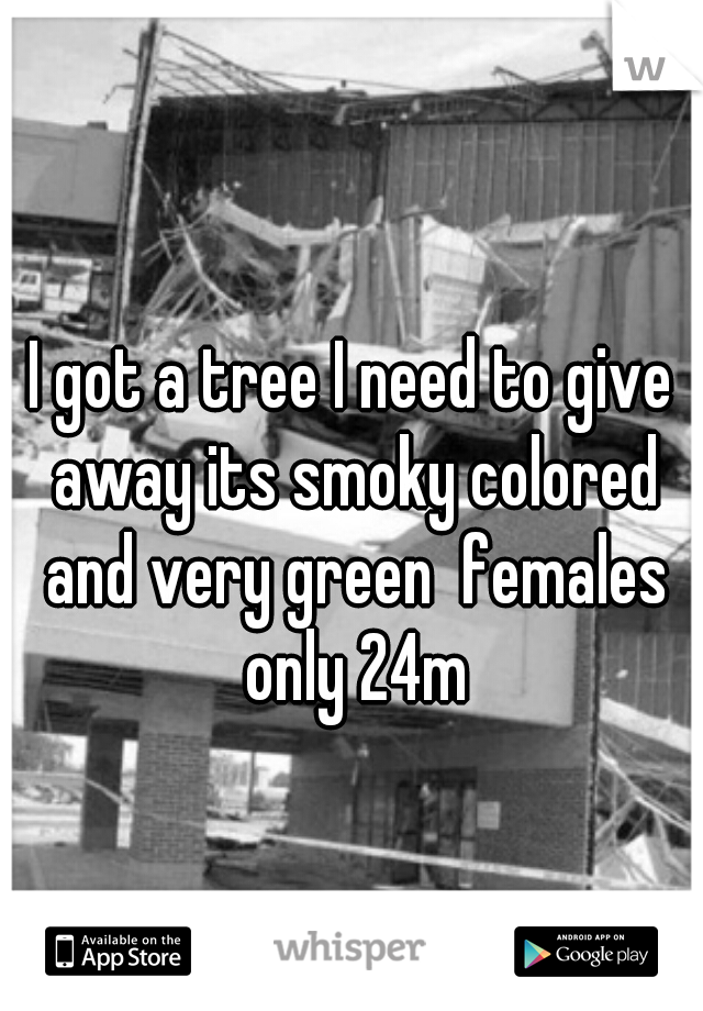 I got a tree I need to give away its smoky colored and very green  females only 24m