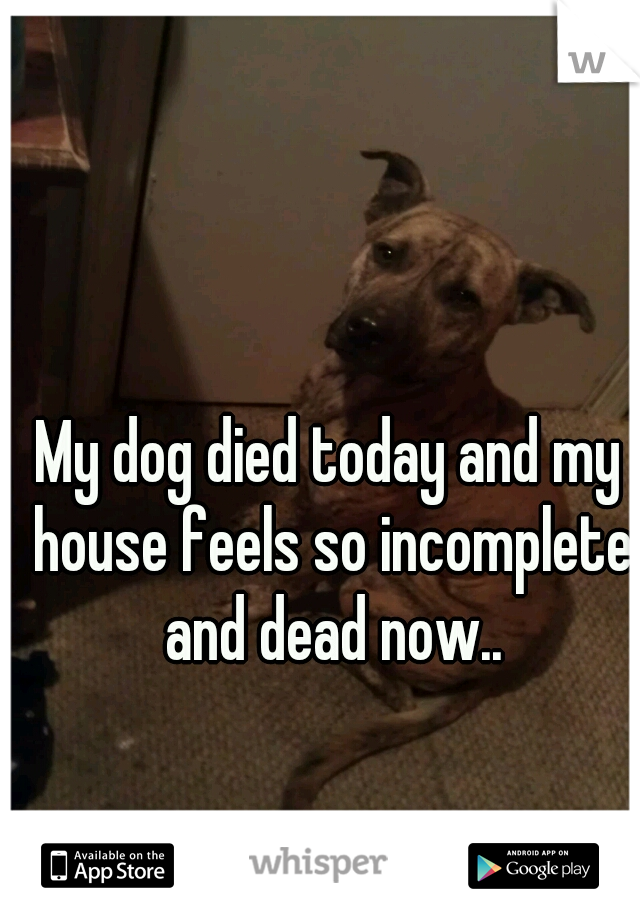 My dog died today and my house feels so incomplete and dead now..