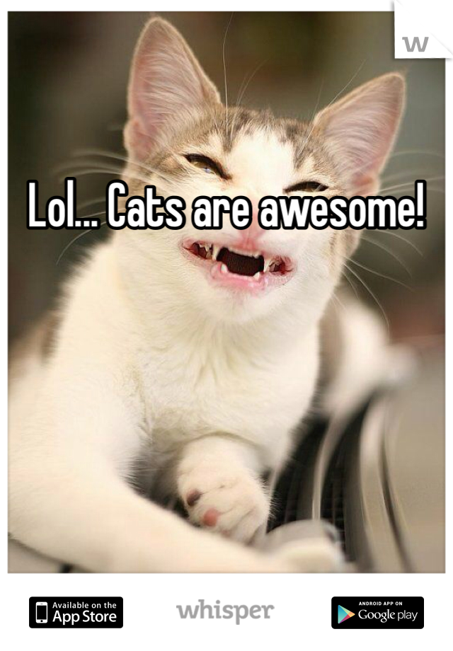 Lol... Cats are awesome!
