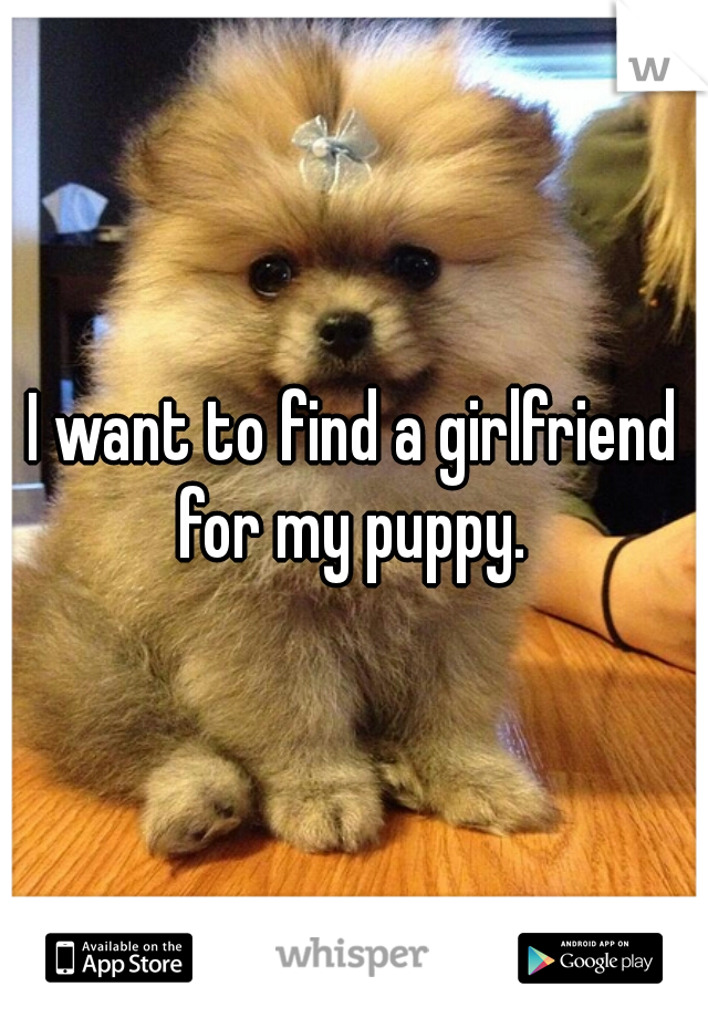 I want to find a girlfriend for my puppy. 
