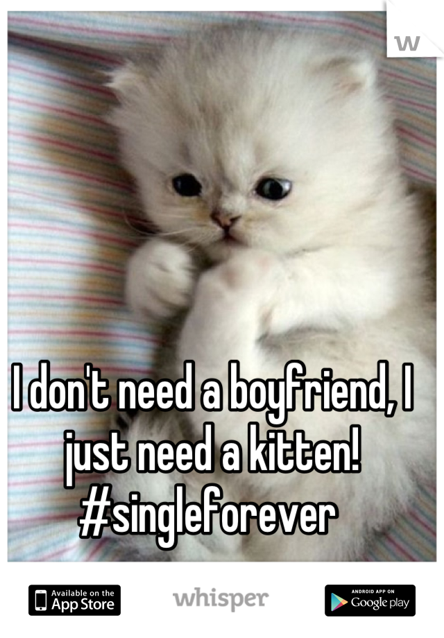 I don't need a boyfriend, I just need a kitten! #singleforever 