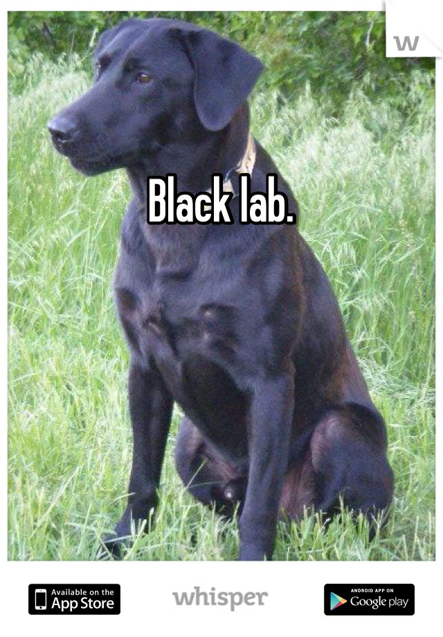 Black lab. 