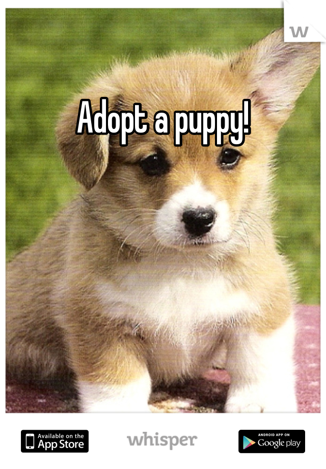 Adopt a puppy!