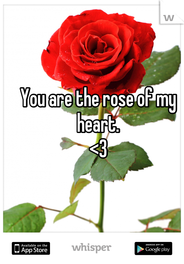You are the rose of my heart. 
<3