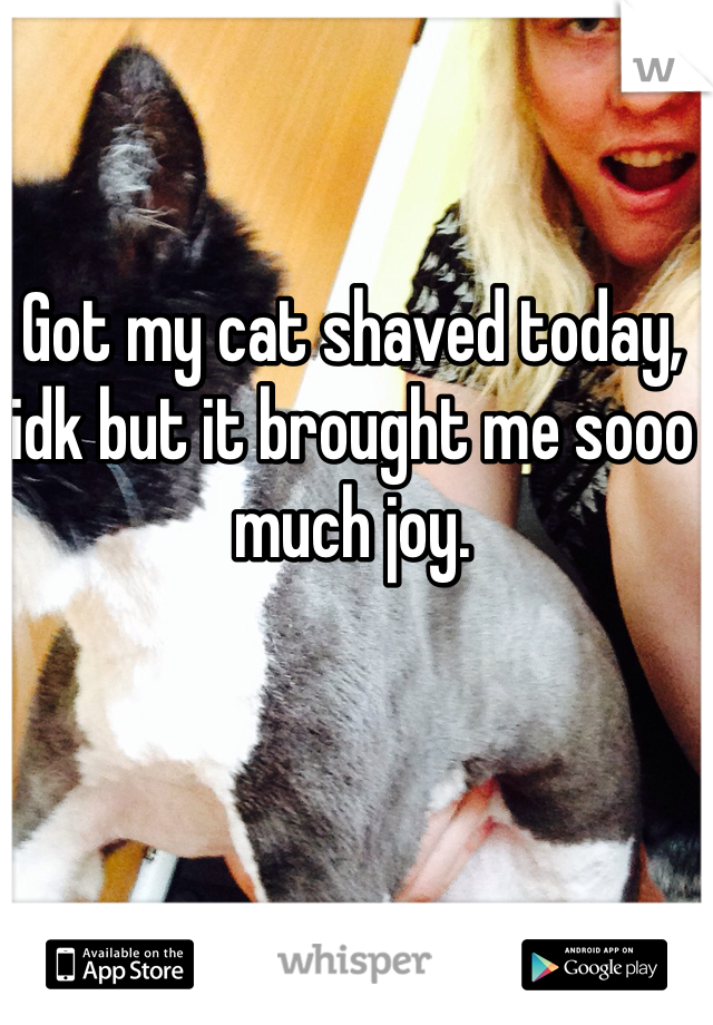 Got my cat shaved today, idk but it brought me sooo much joy.