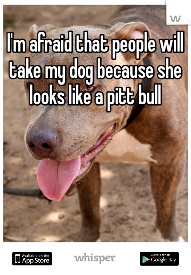 I'm afraid that people will take my dog because she looks like a pitt bull 