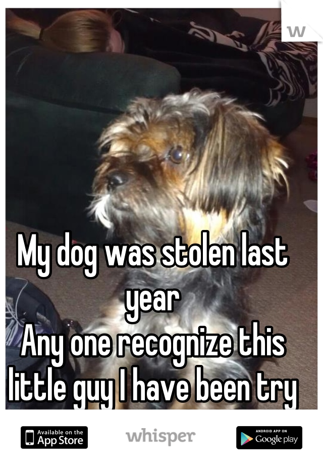 My dog was stolen last year
Any one recognize this little guy I have been try to locate him forever 
