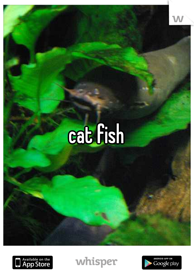 cat fish