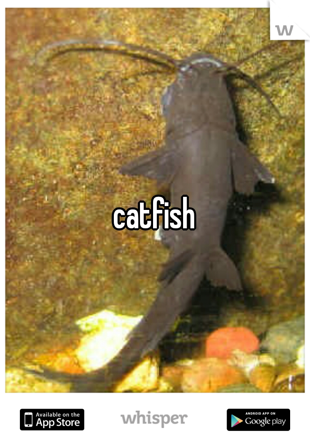 catfish
