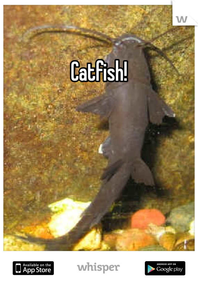 Catfish!