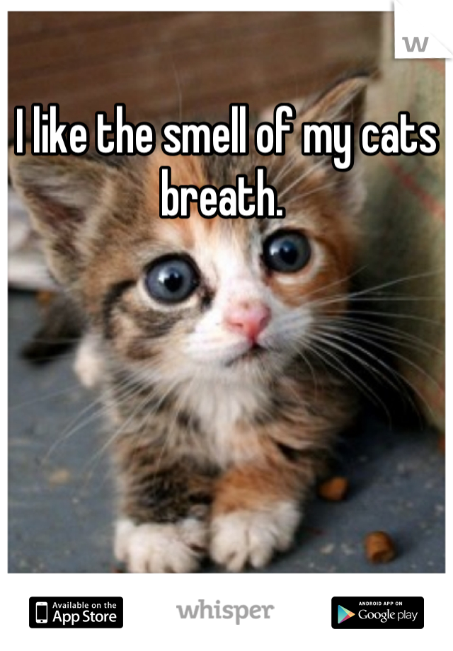I like the smell of my cats breath. 
