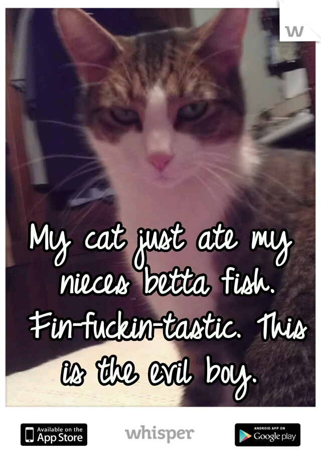 My cat just ate my nieces betta fish. Fin-fuckin-tastic. This is the evil boy. 