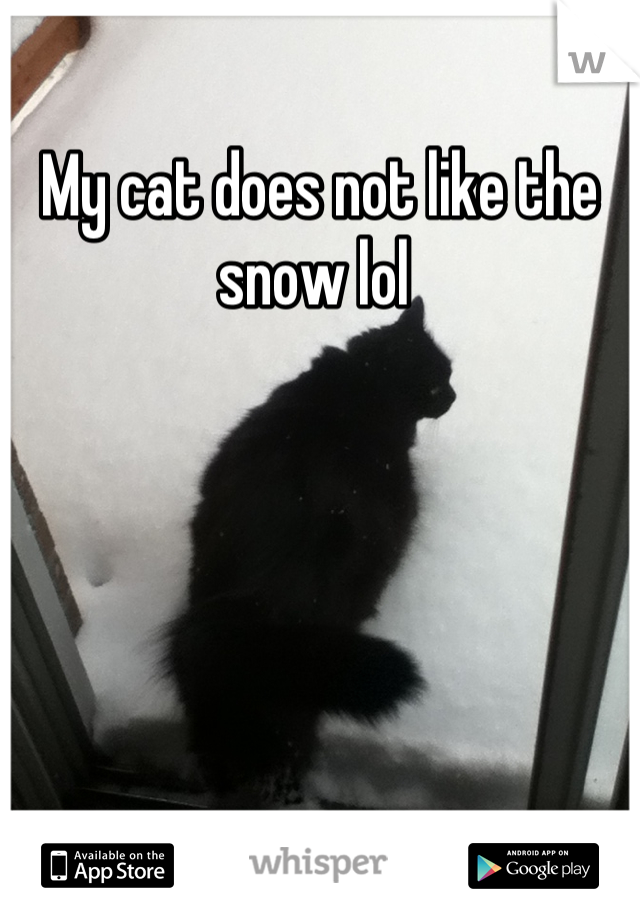 My cat does not like the snow lol 