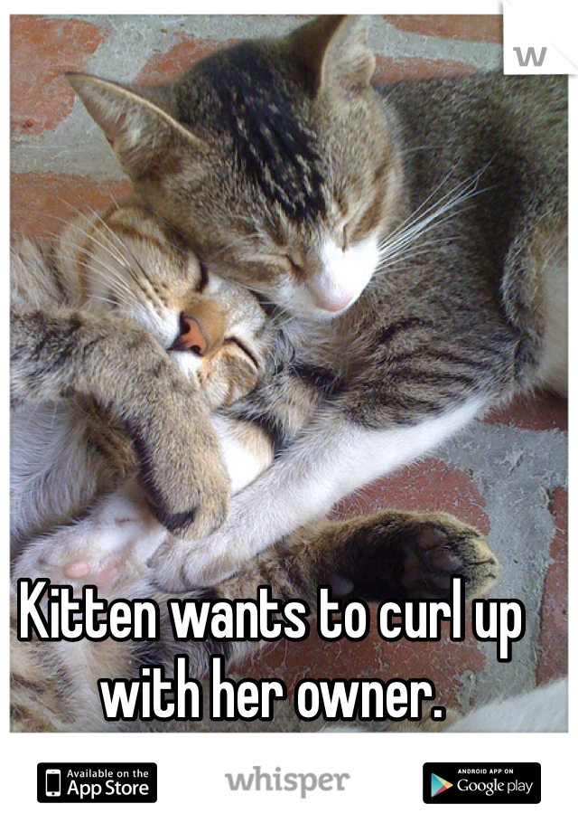 Kitten wants to curl up with her owner. 