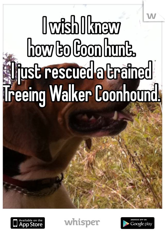 I wish I knew 
how to Coon hunt. 
I just rescued a trained Treeing Walker Coonhound. 
