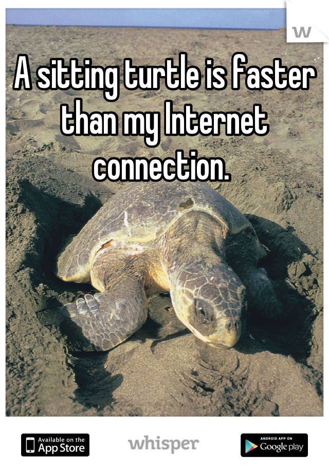 A sitting turtle is faster than my Internet connection. 