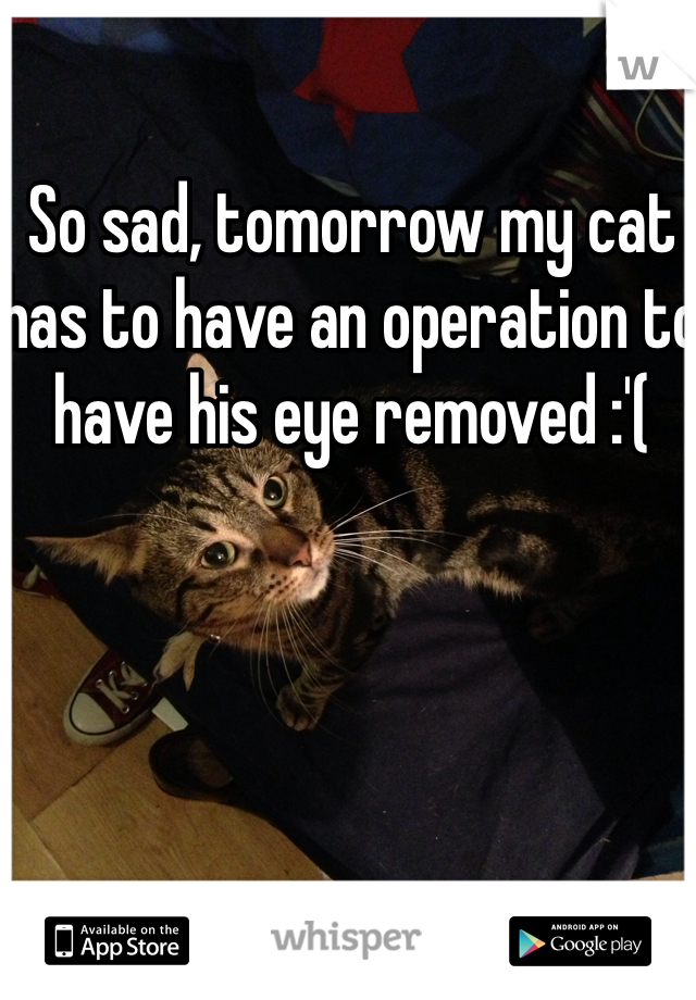 So sad, tomorrow my cat has to have an operation to have his eye removed :'( 