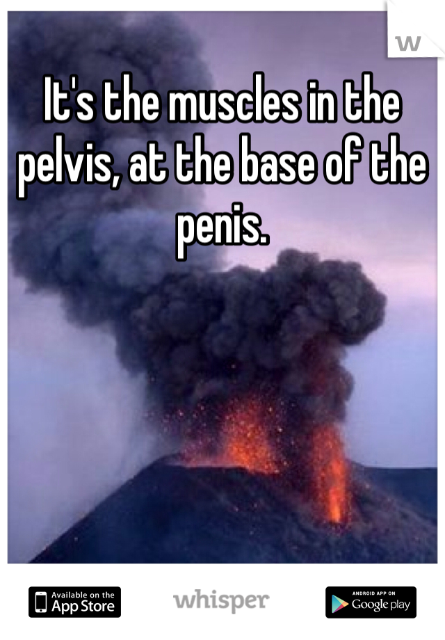 It's the muscles in the pelvis, at the base of the penis. 